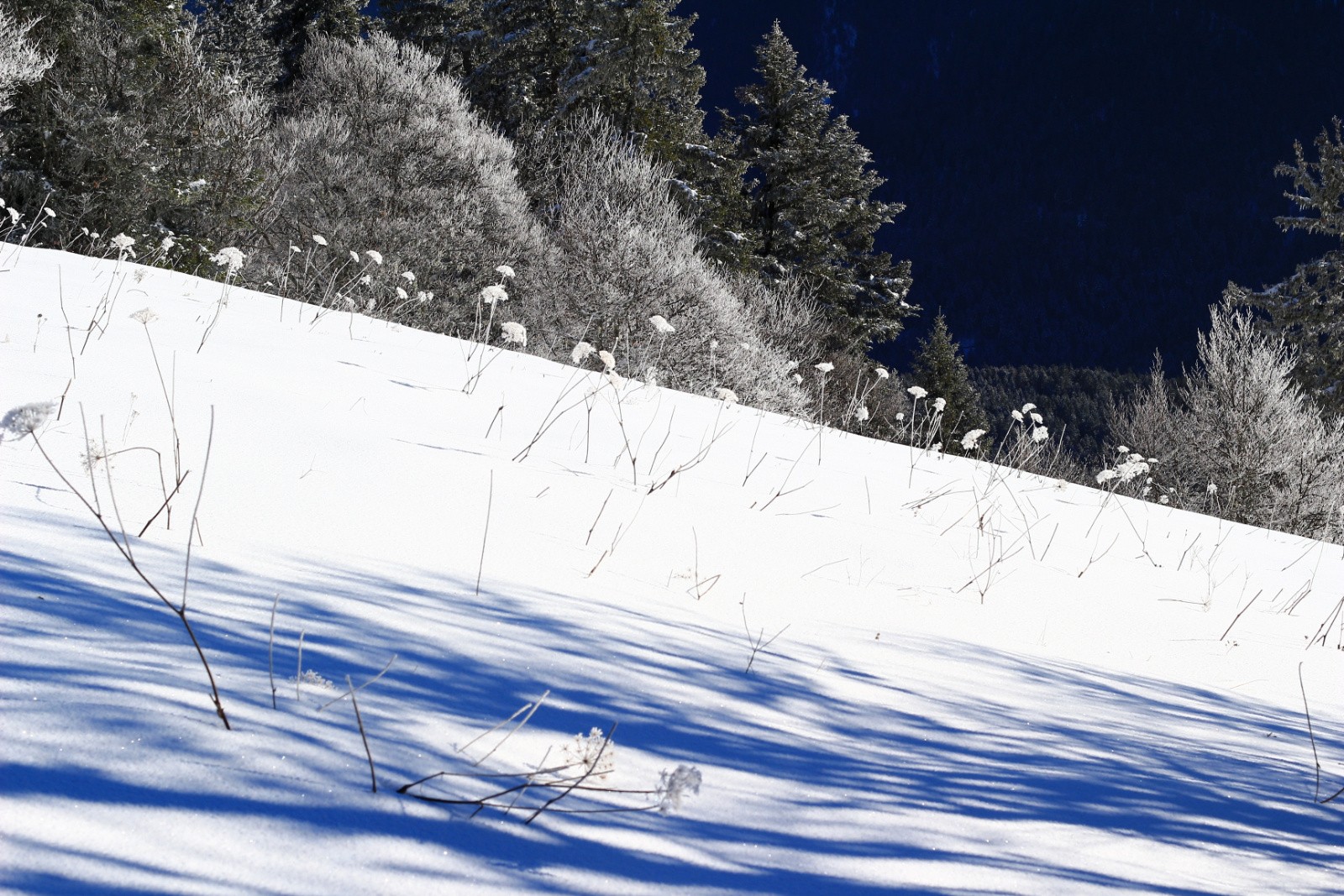#4 champ de marguerites d champ de marguerites d'hiver