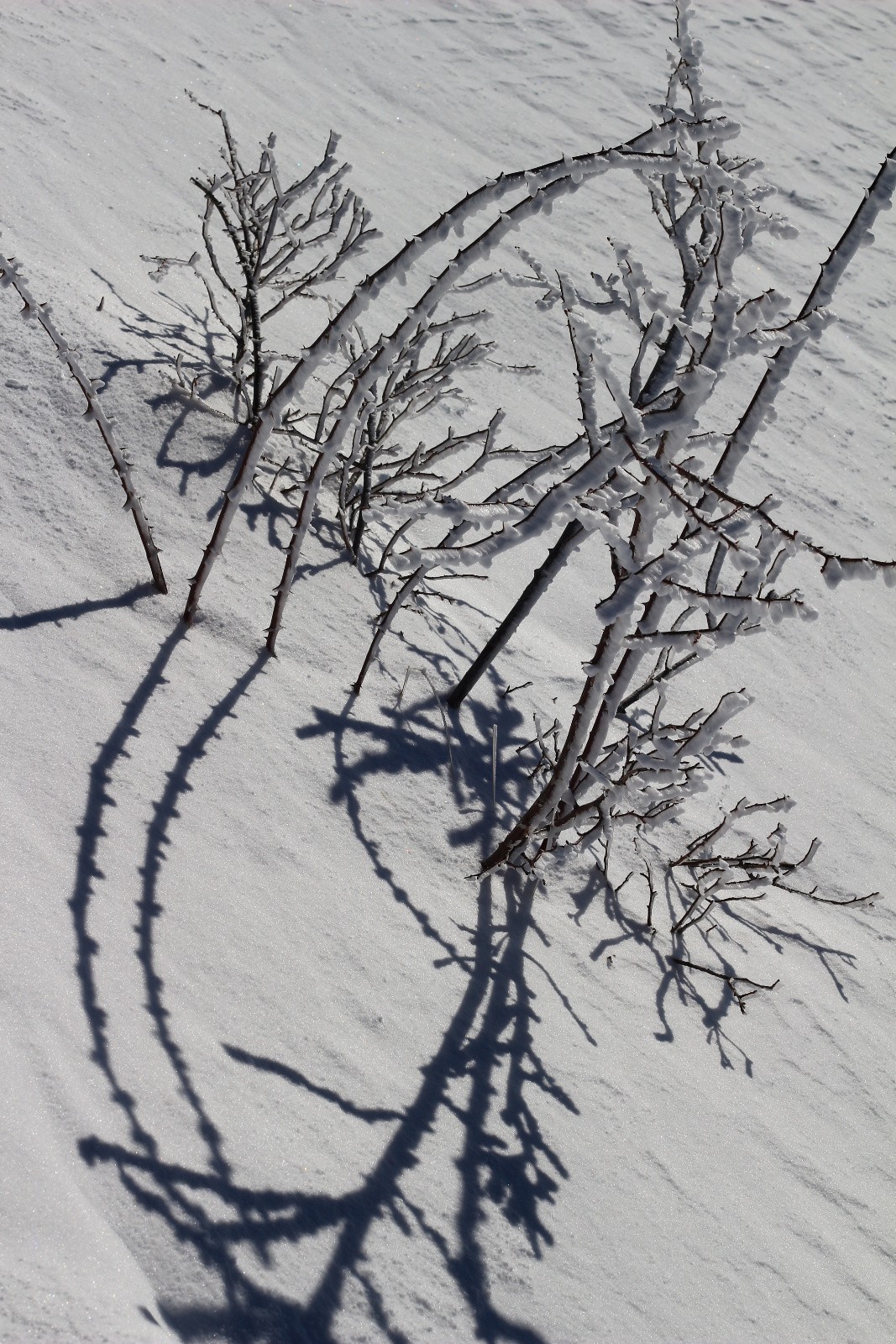 #16 tiges graciles tiges graciles