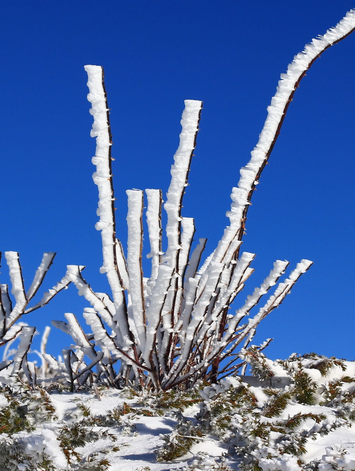 #18 se croit en hiver celui-ci se croit en hiver celui-ci