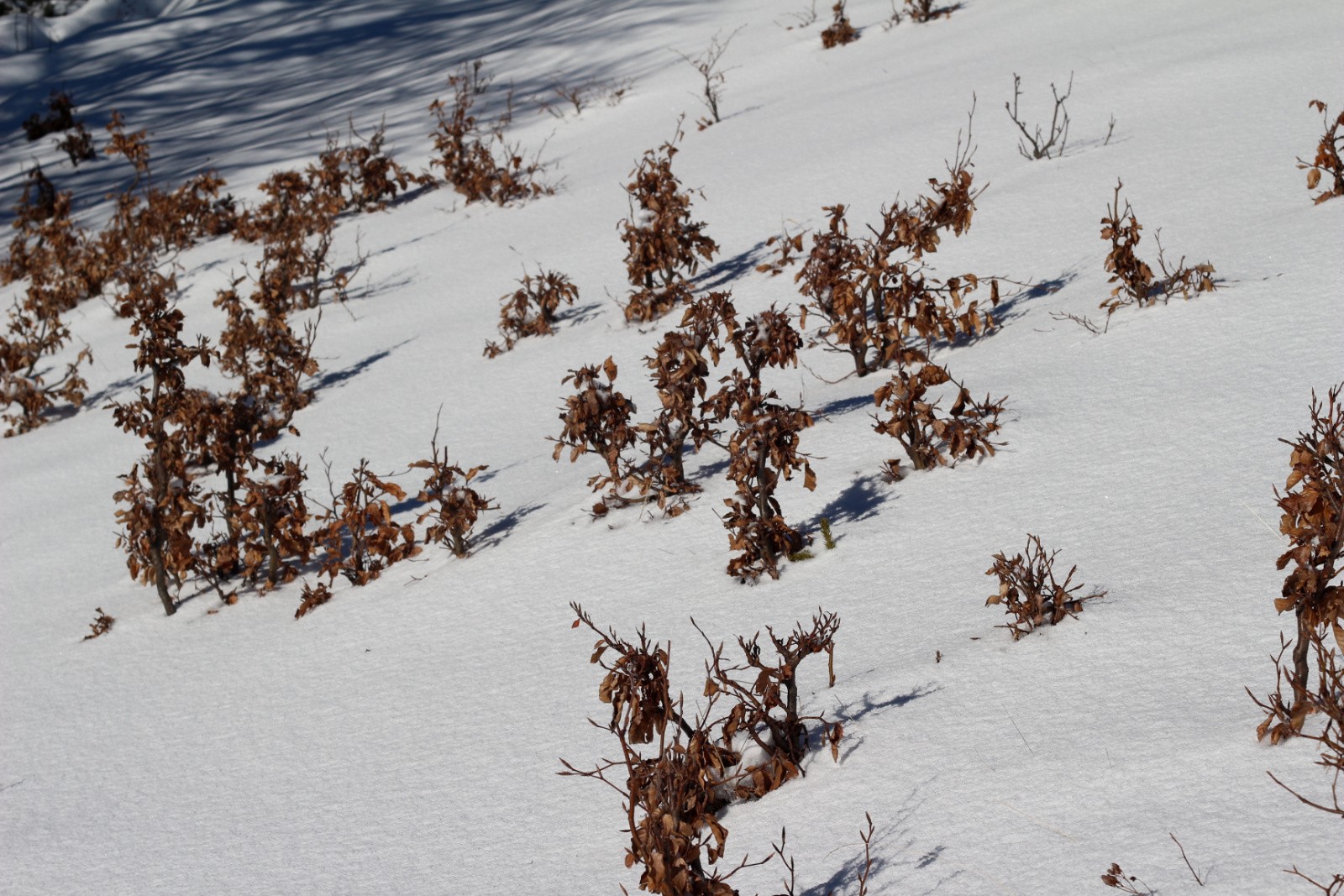 #15 petites repousses petites repousses