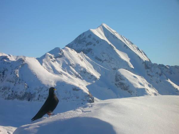 Chocard : Un oiseau affamé  regarde (?) le Charvin ...