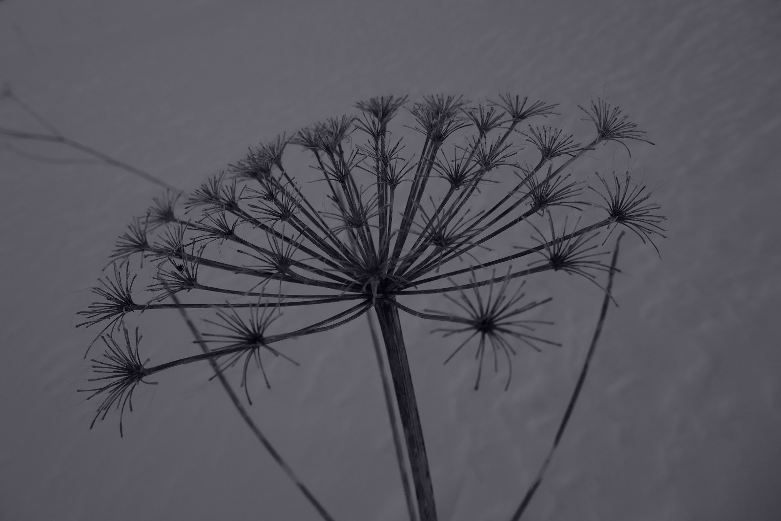 Flore locale...&nbsp;