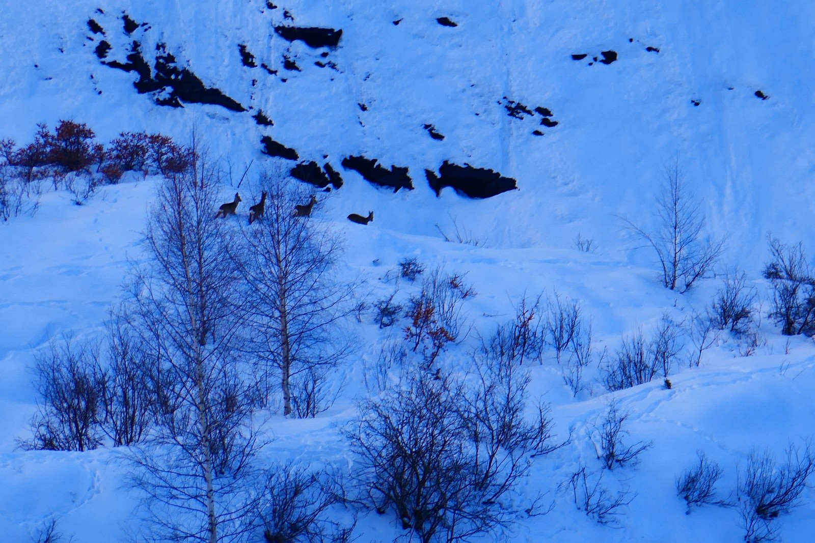 &nbsp;Biches égarées?