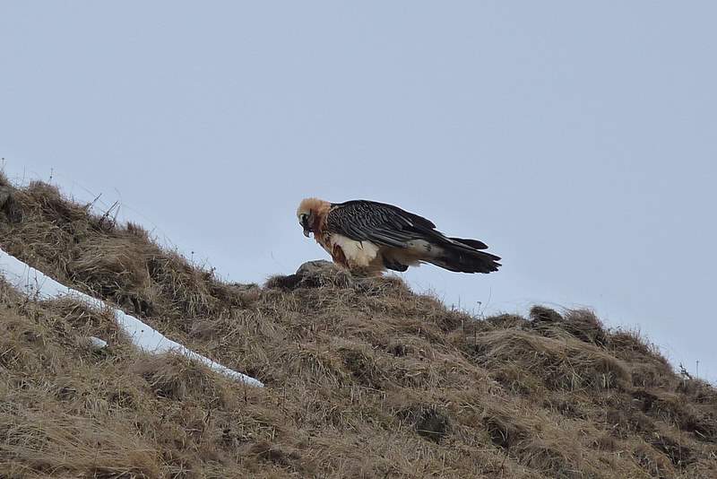 Jallouvre : Notre compagnon du jour