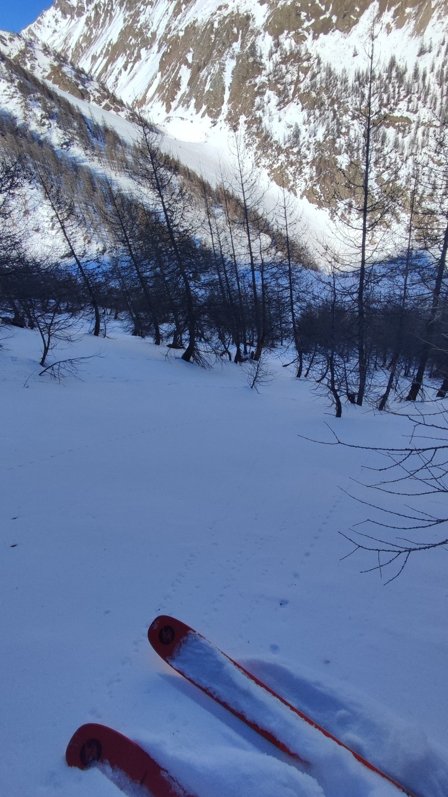 &nbsp;Forêt en poudre