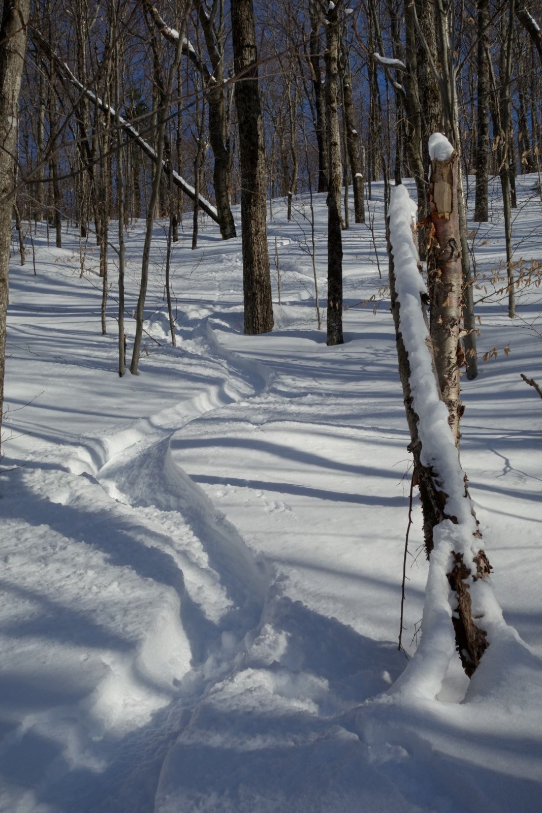 #11 du ski bon... du ski bon...