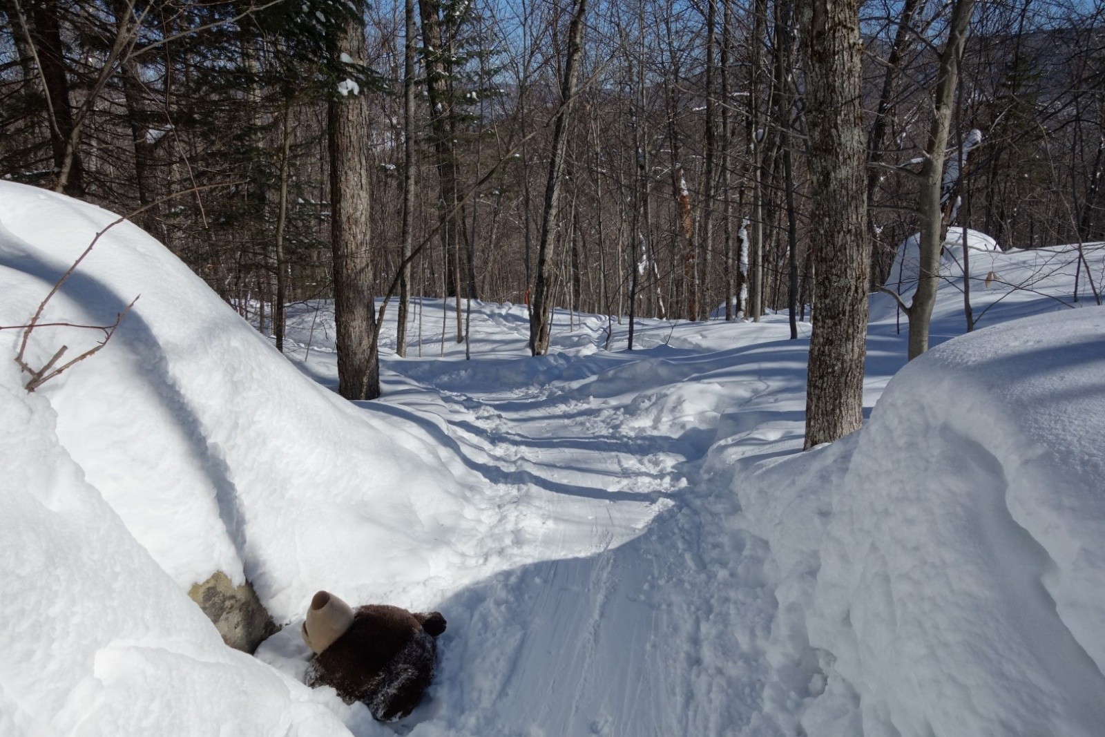 #5 fin d fin d'hibernation de ours noirs ici