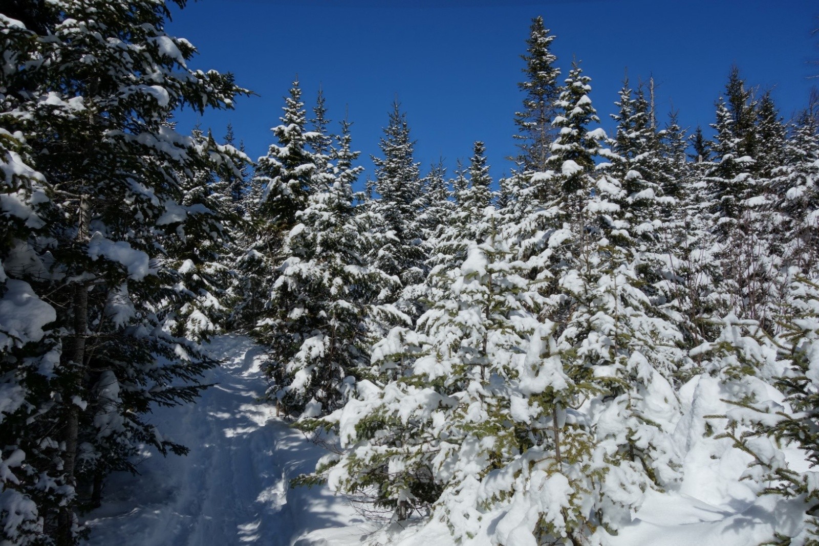 #6 dans la sapinière sommitale dans la sapinière sommitale
