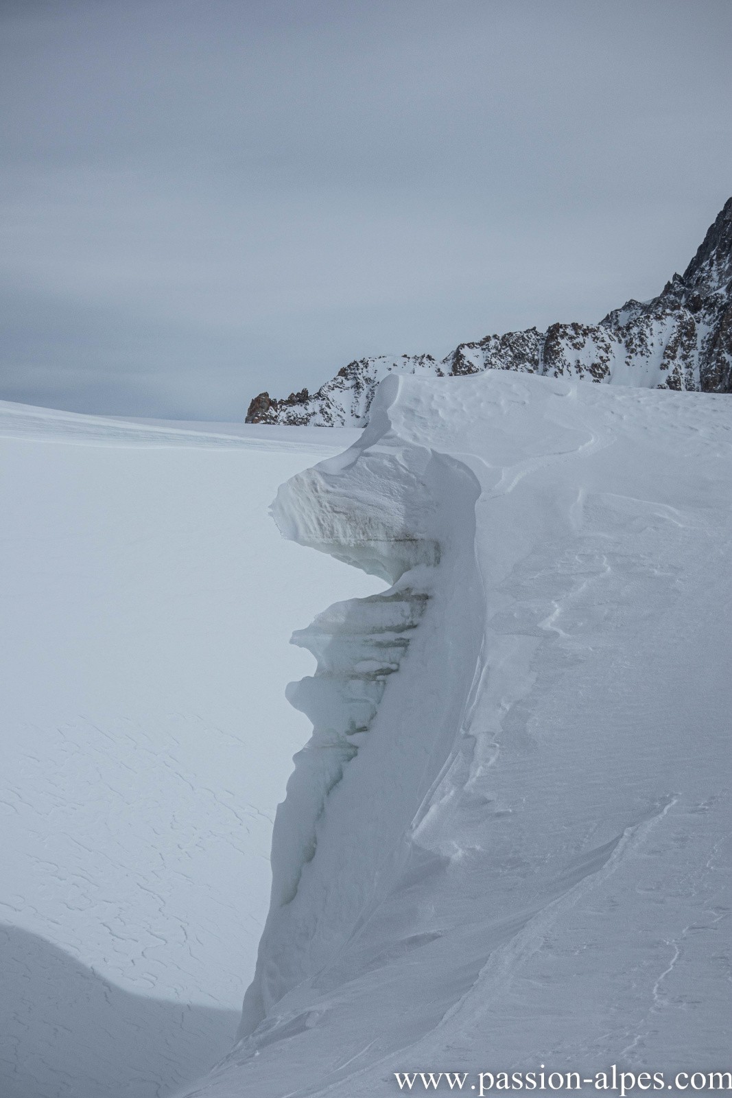 #13 Lézard congelé Lézard congelé