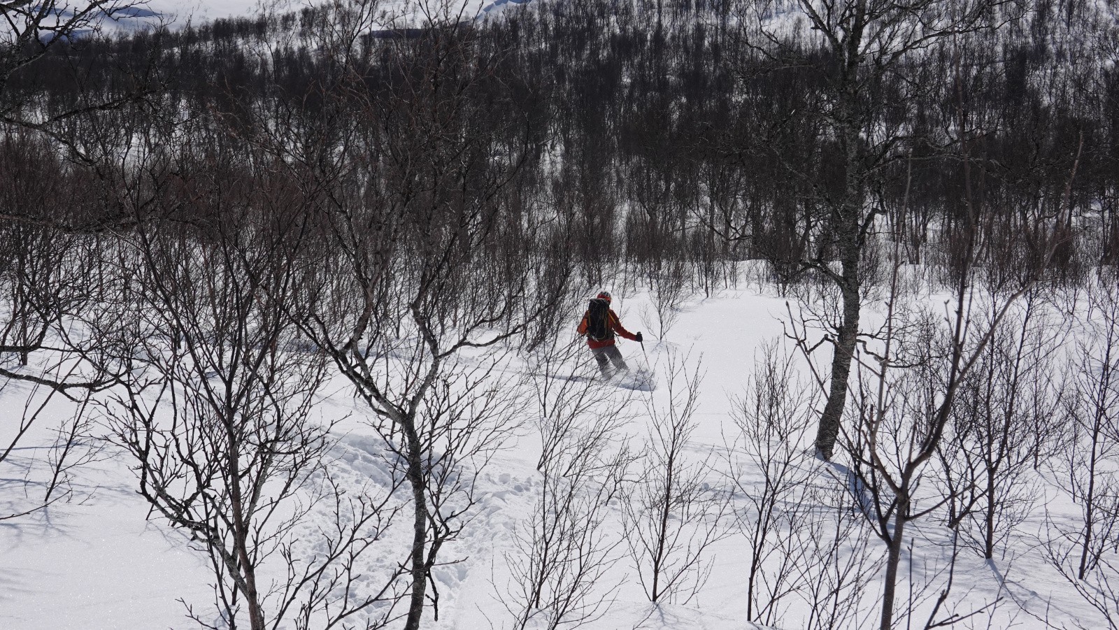 Ski excellent dans ce bois pas trop dense