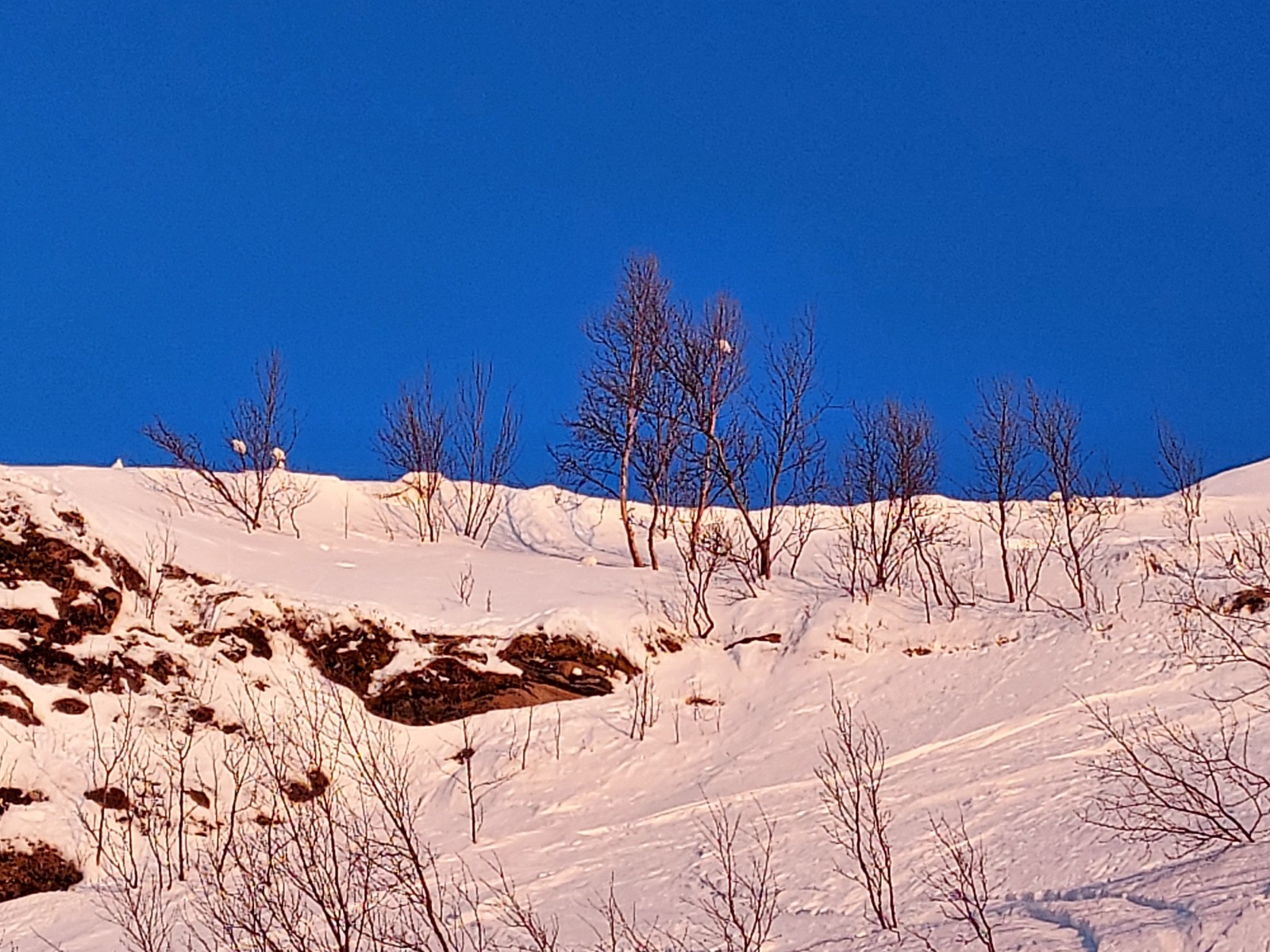 Sous l'oeil des lagopèdes