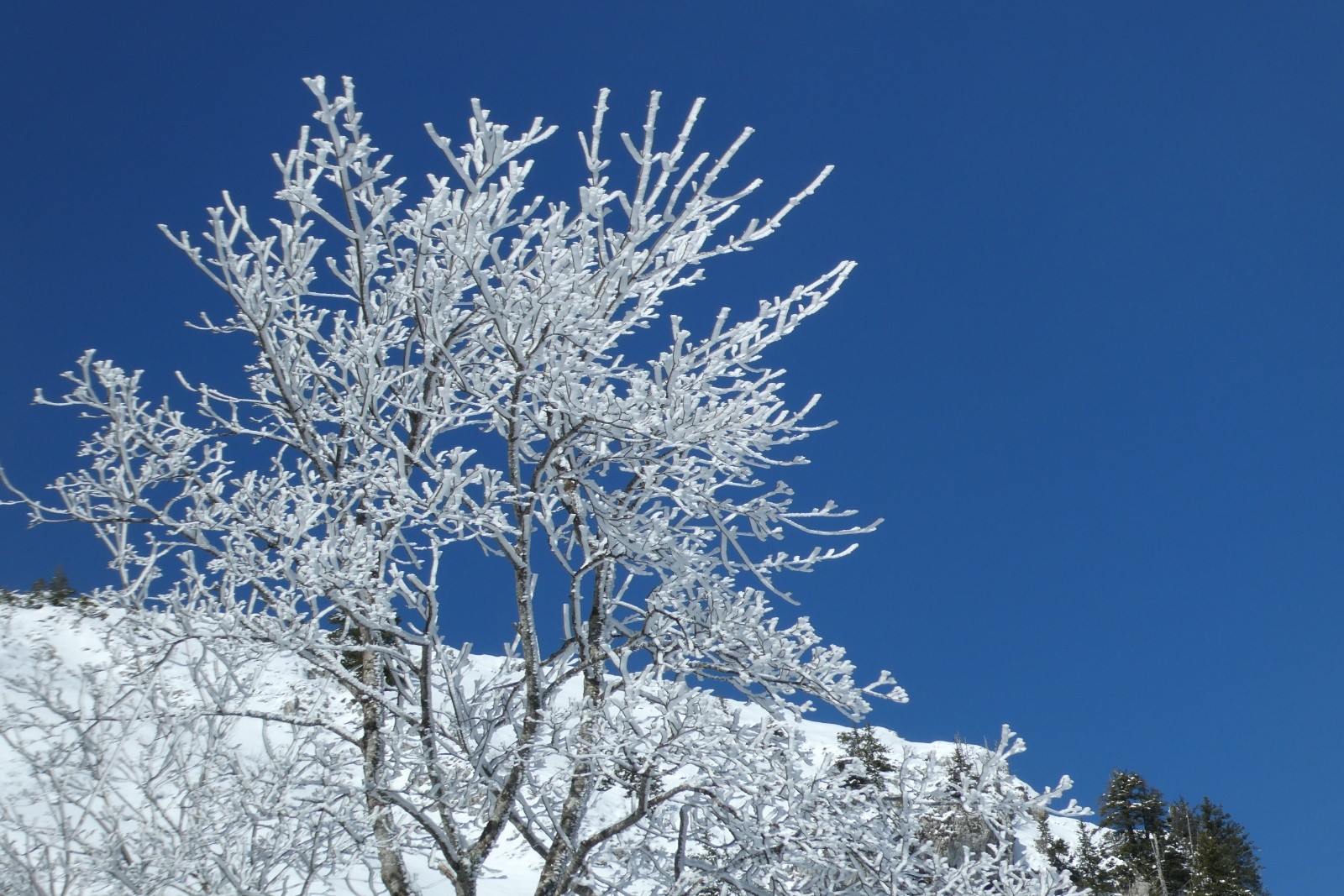 &nbsp;Belle Chartreuse en bleu et blanc