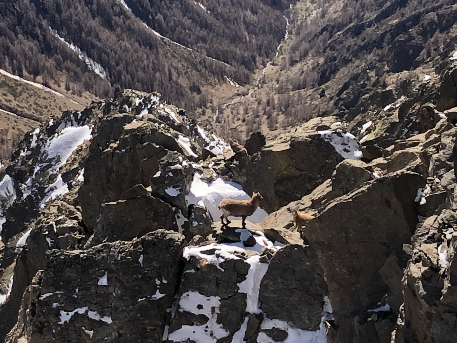 Bouquetins sous Gicanas