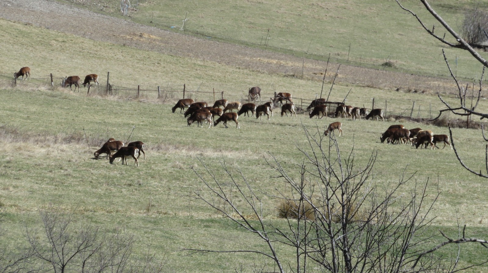 J1 le troupeau de bisons (euh de mouflons) de la Condamine