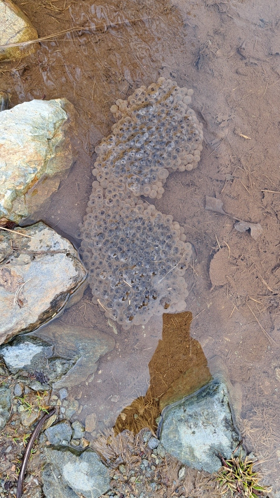 &nbsp;Allégorie ministériel : prêts à grenouiller