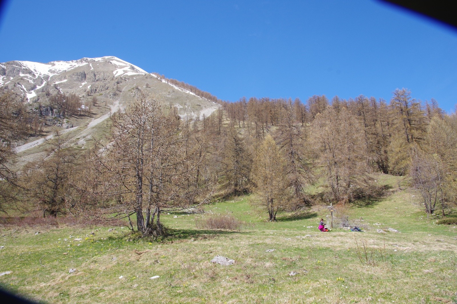 Le bois de Jouarte sans neige
