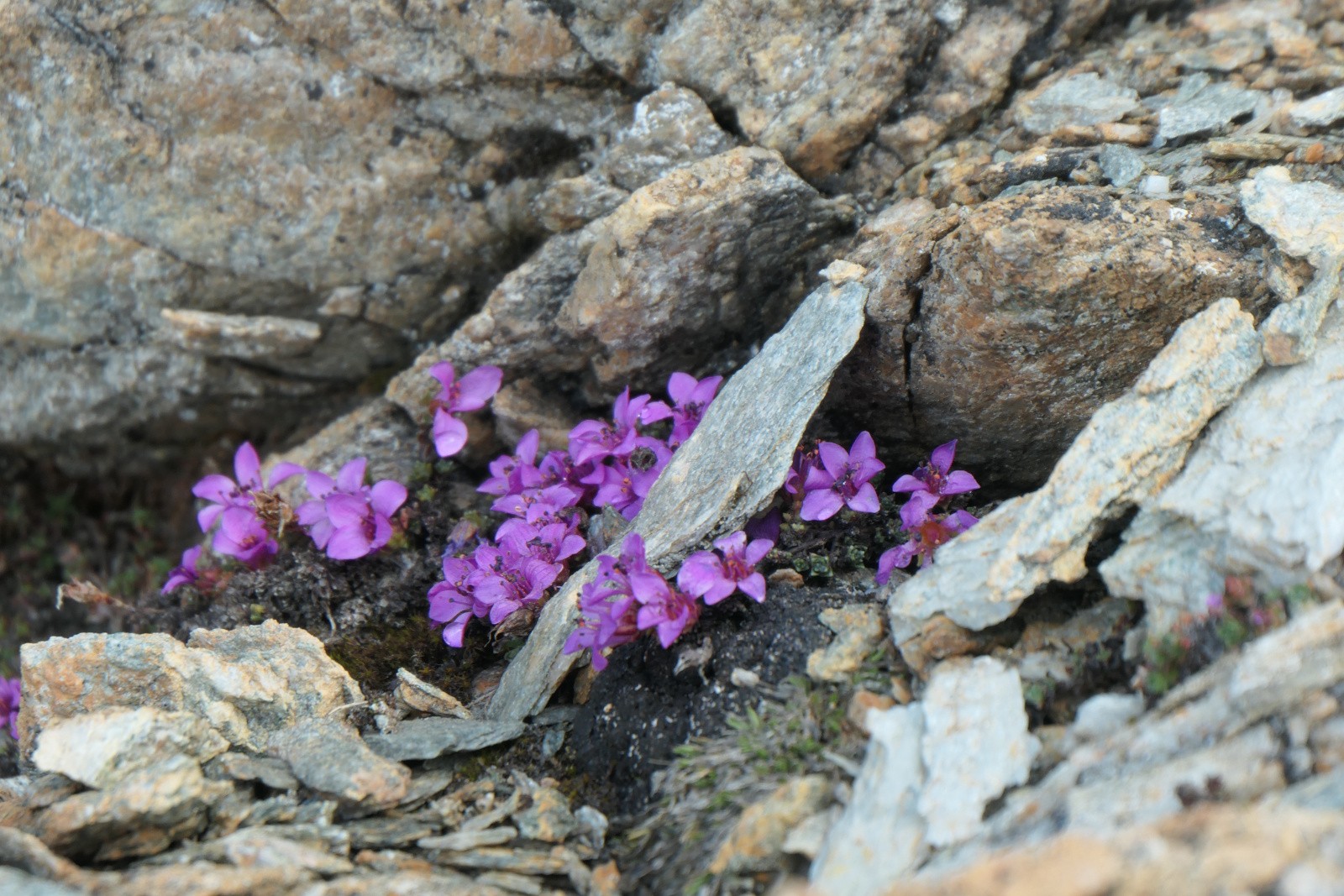 Des fleurs bien agripées !&nbsp; 