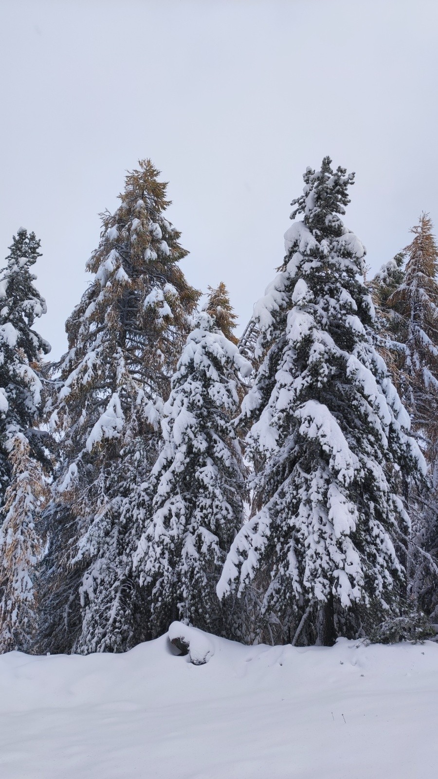 Les mélèzes, entre feu et glace