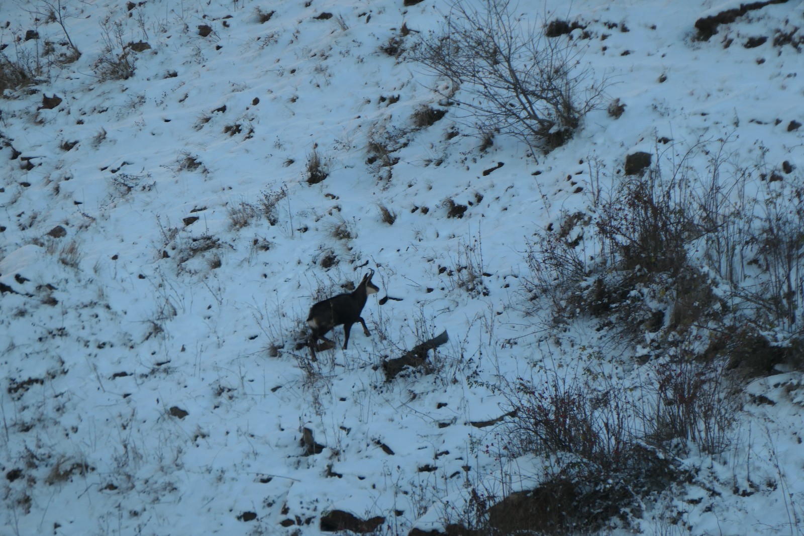 Il nous tiendra compagnie 