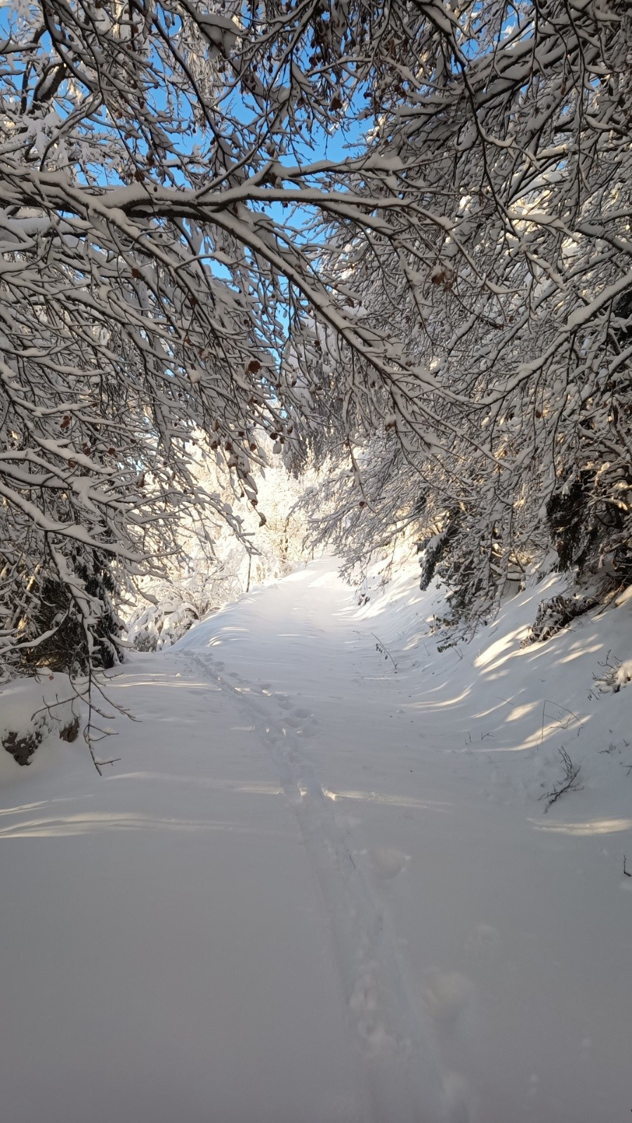 Après la piste de ski, entrée dans la forêt 