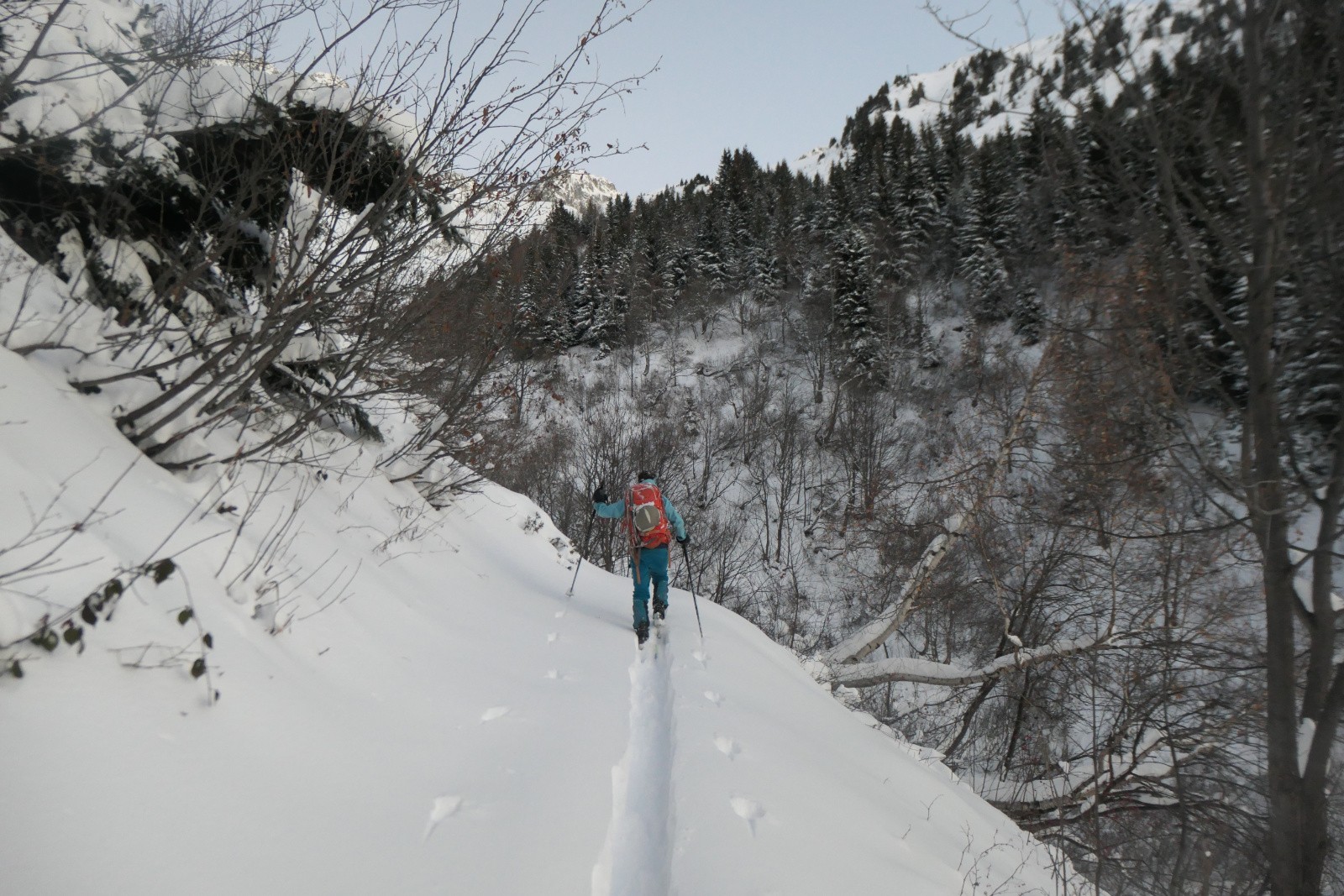 On sort de la forêt 