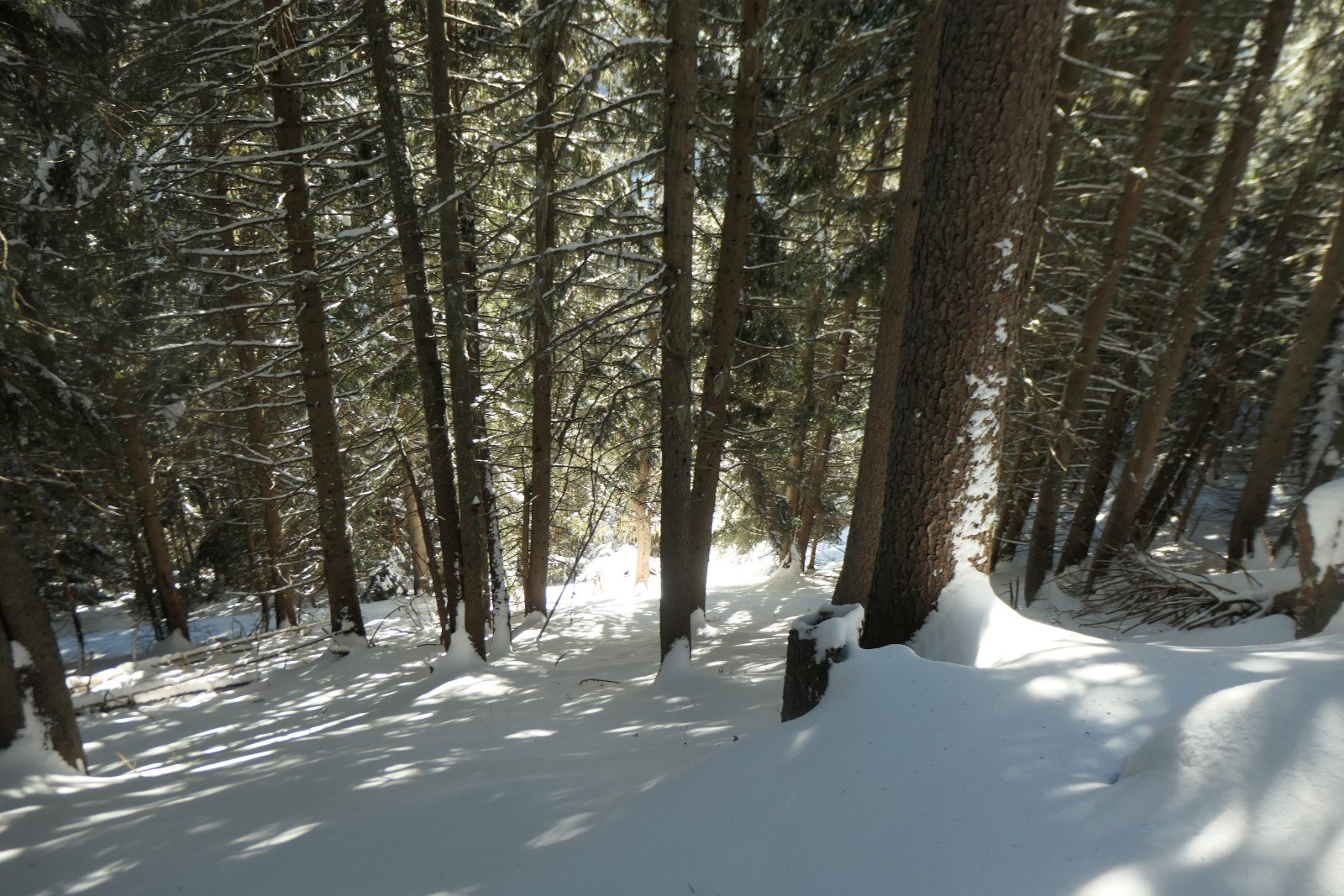 Blanche forêt.&nbsp; 