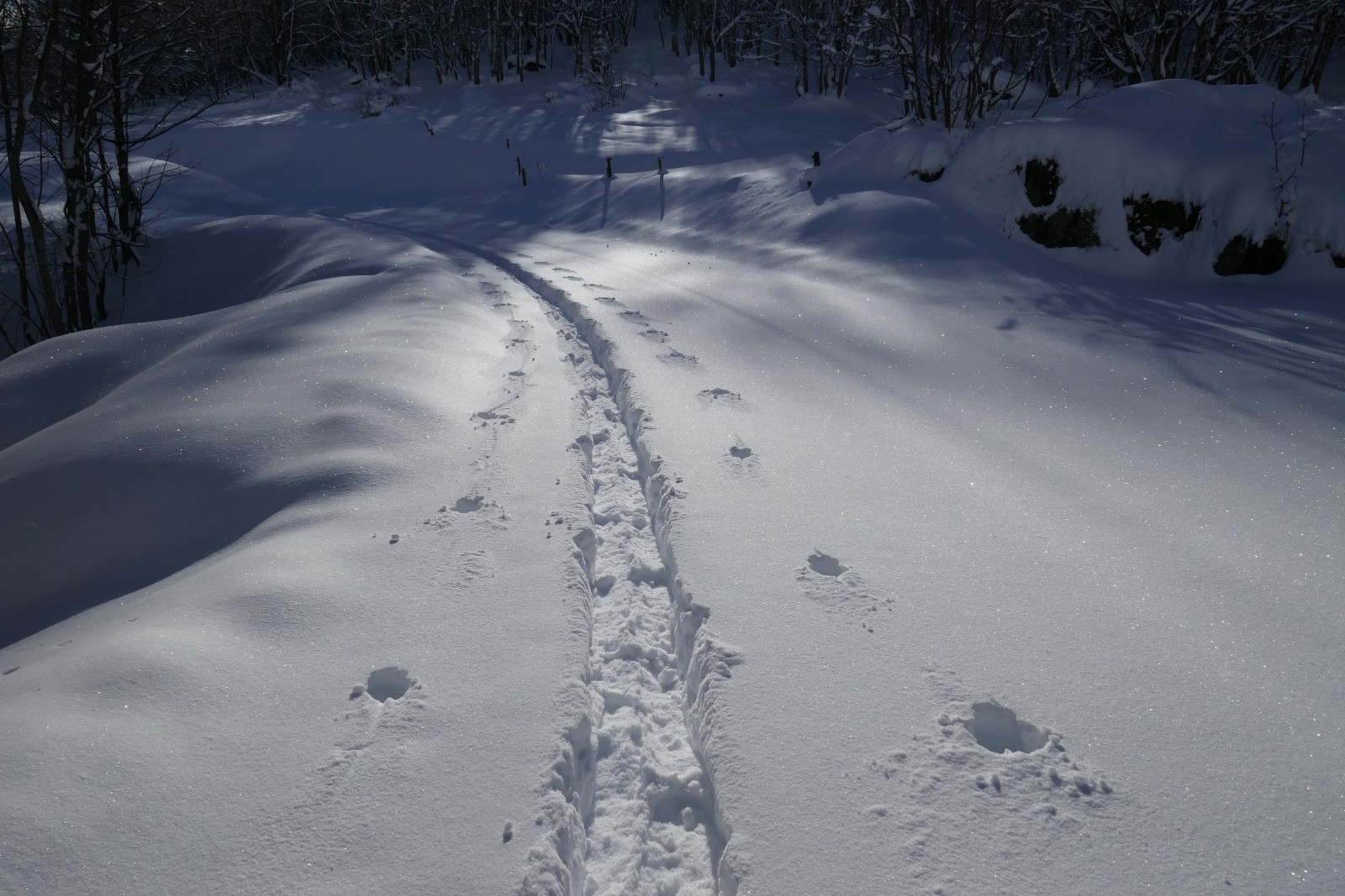 Retour à Foron. Personne n'est passé après moi.