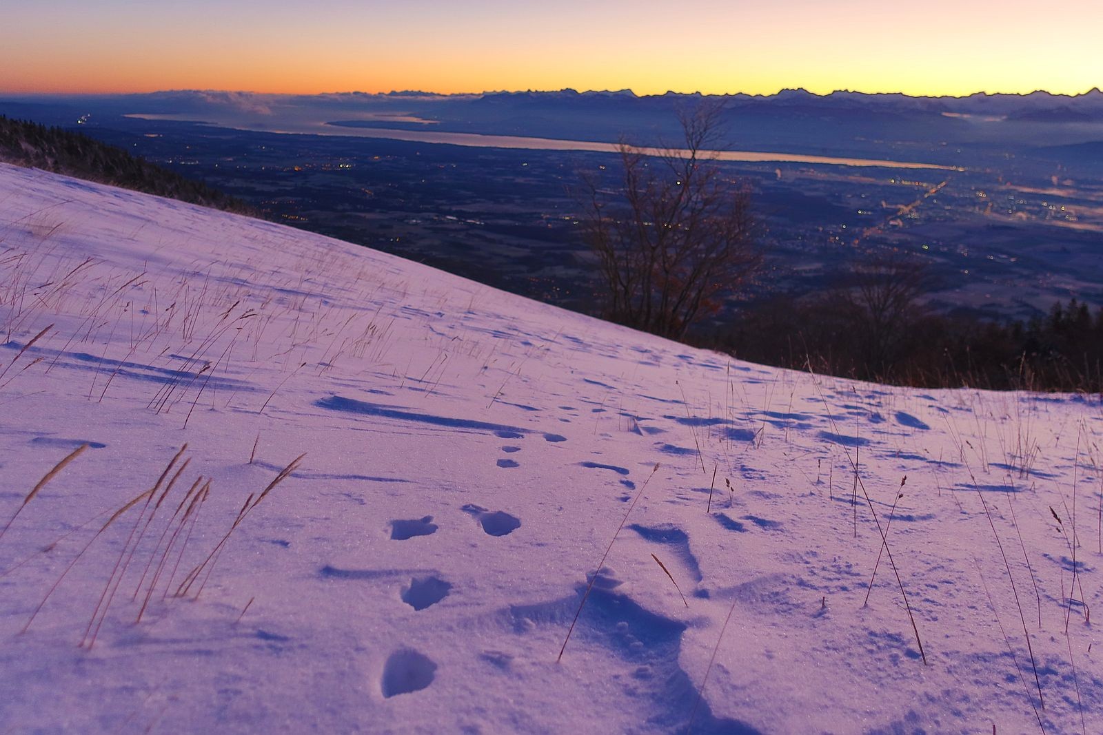 le lièvre est passé par ici