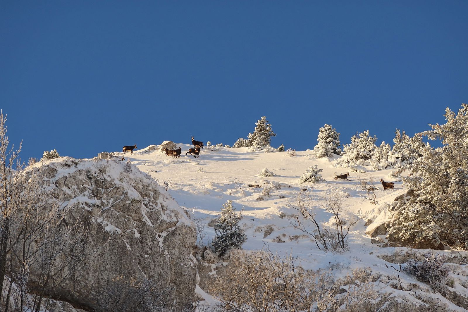 compagnons de bonne fortune 
