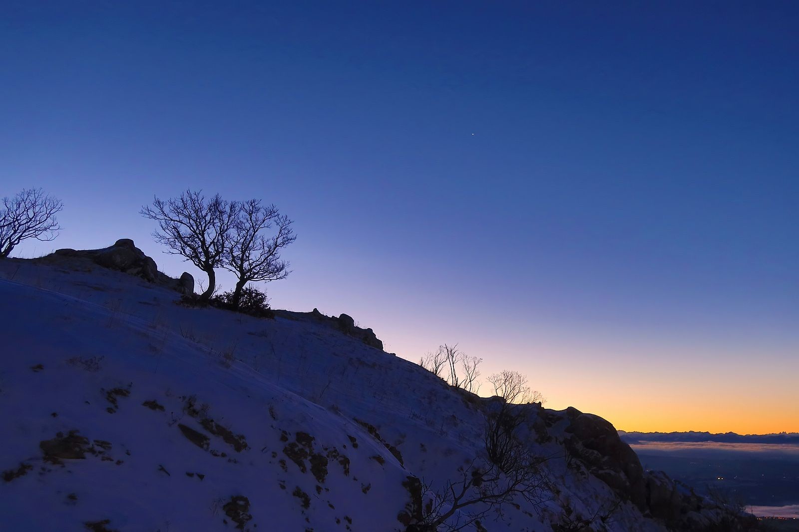 silhouette arboricole 