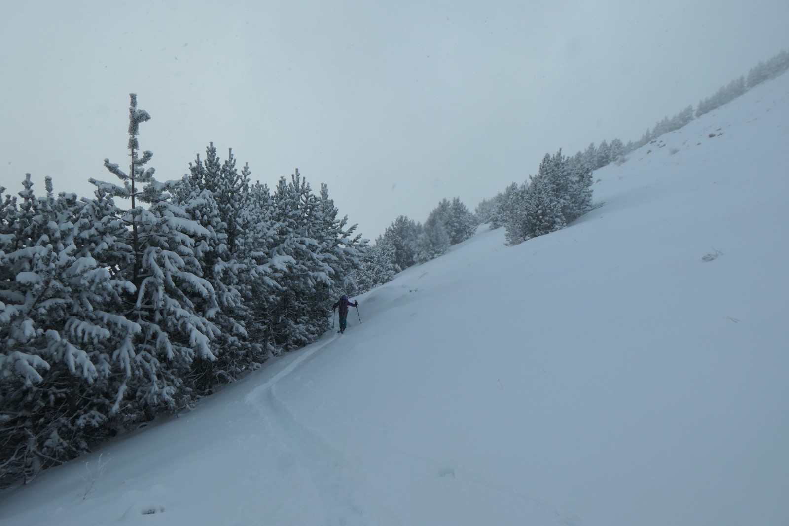 On sort de la forêt 