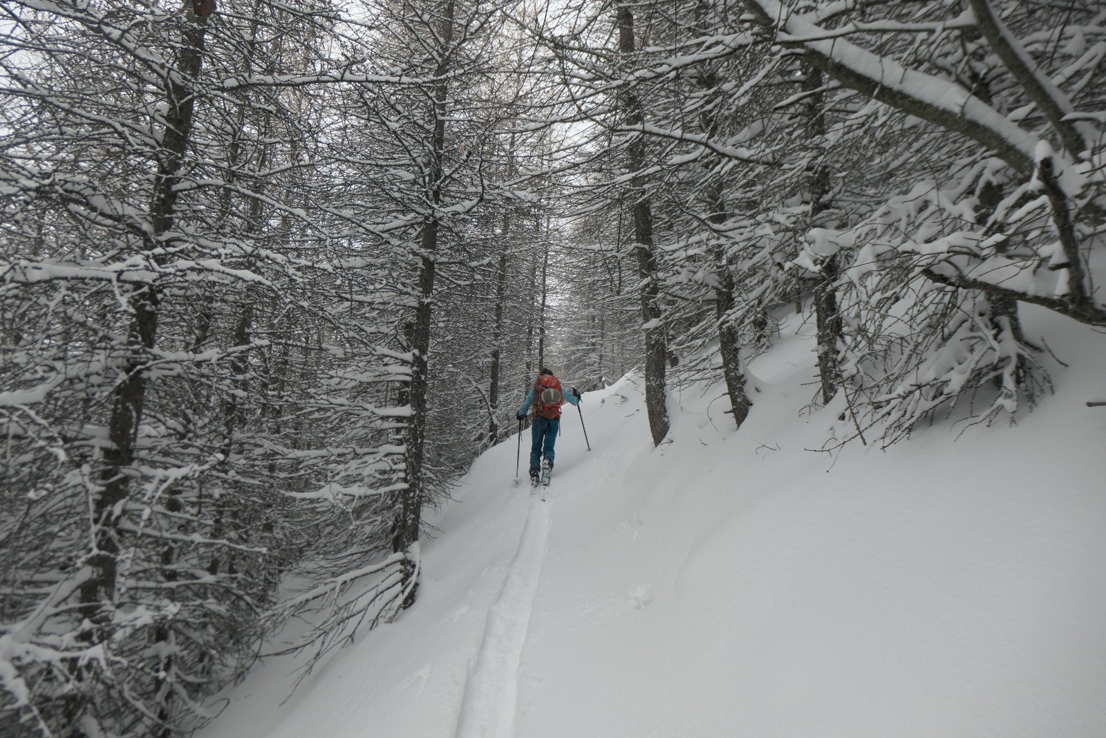 La forêt enchantée&nbsp; 