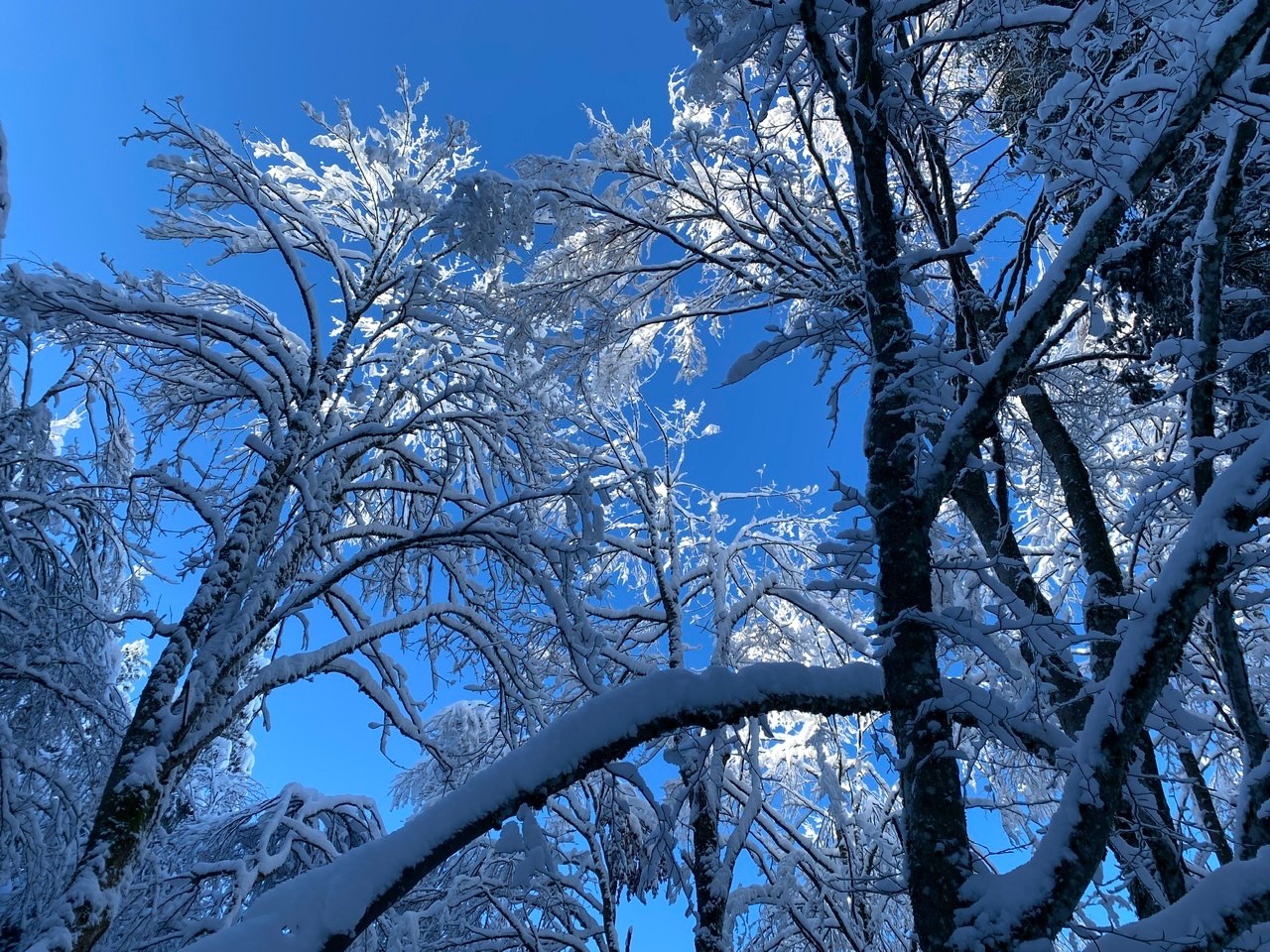 Forêt bien hivernale
