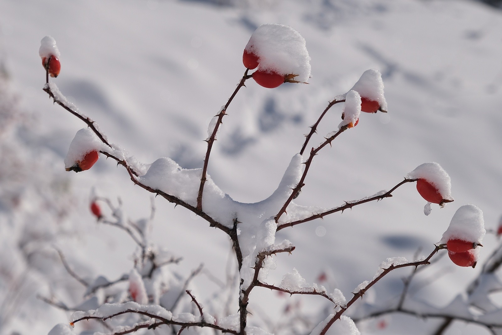 cynorhodon (églantine).&nbsp;&nbsp;