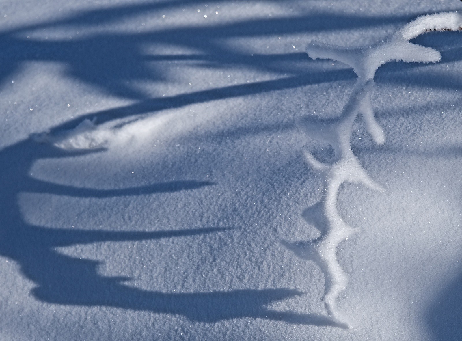 Dédicace à Taramont !&nbsp;