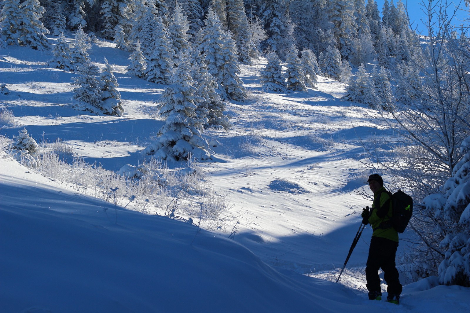 le loup P sort du bois 