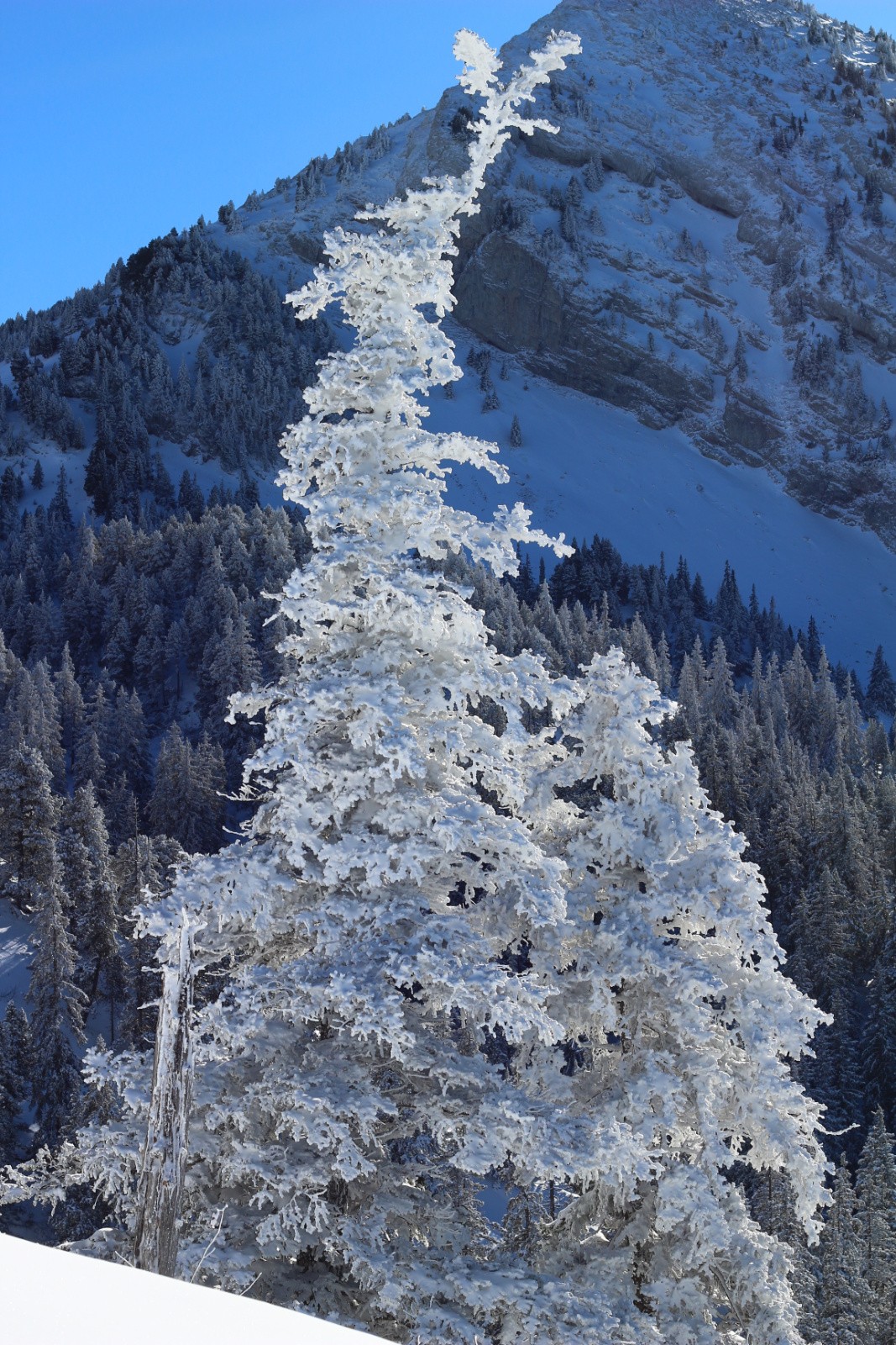 sans doute un lutin vertacomicorien 
