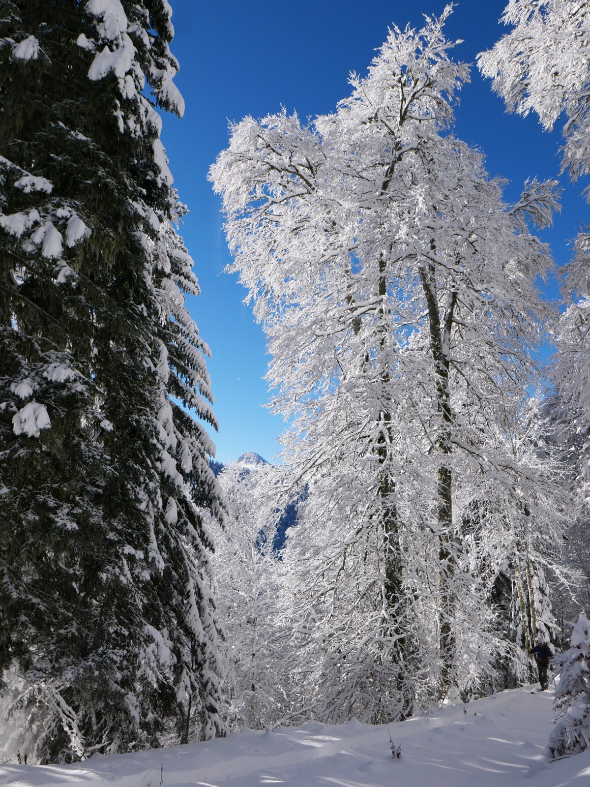 Face sud - piste forestière 