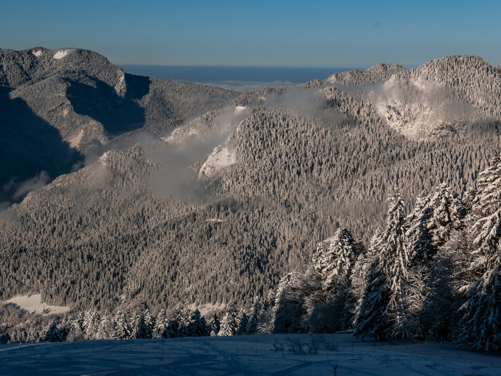 Forêt bien plâtrée 
