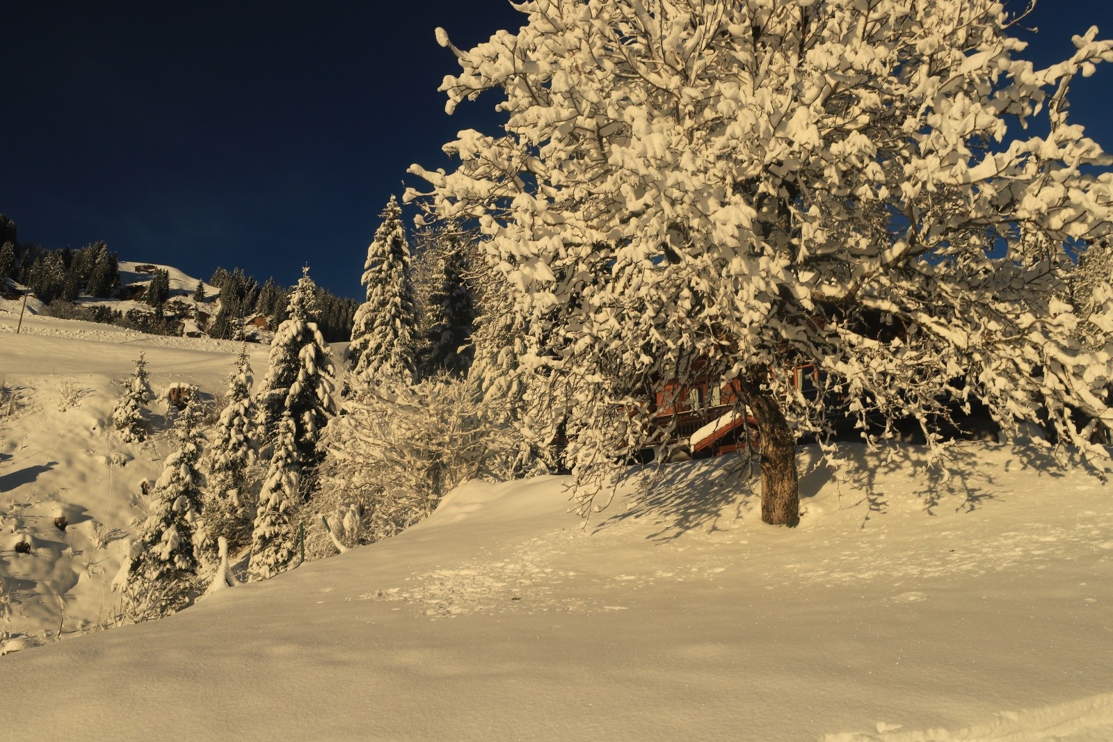 Lumières hivernales&nbsp;