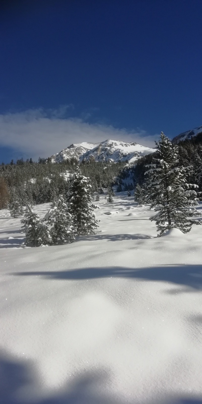 Bois du balais dans l'axe de Chaudemaison&nbsp;