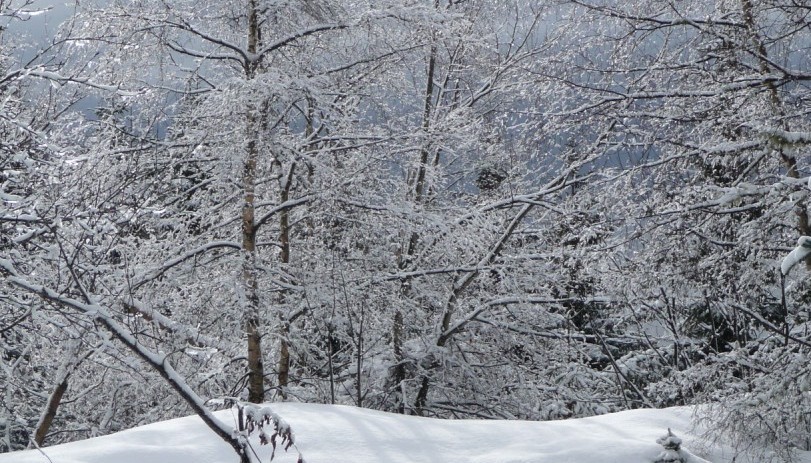 Au lac des Tavernes : Les arbres bien chargées.
