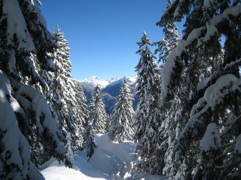 Mont-Blanc : le Mont-Blanc à travers la forêt bien chargée.