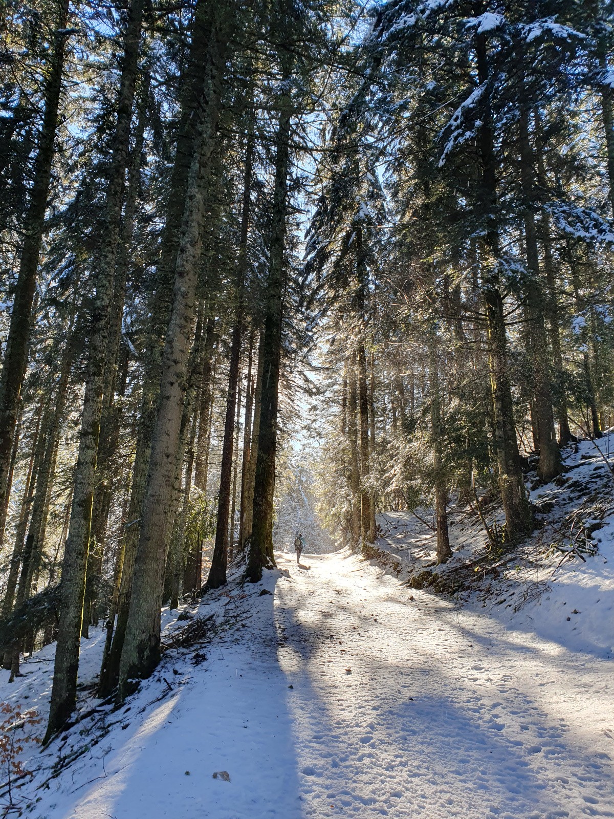 quittant la Ruche chère pour son col et Ponyme