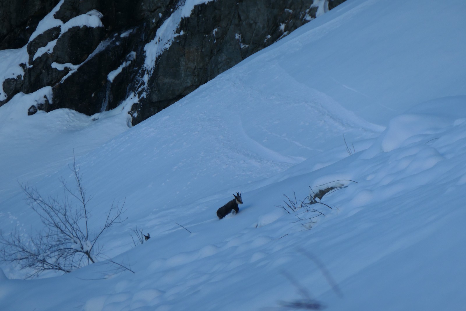 #50 Jour 1 : Le Chamois galère autant que nous ! Jour 1 : Le Chamois galère autant que nous !