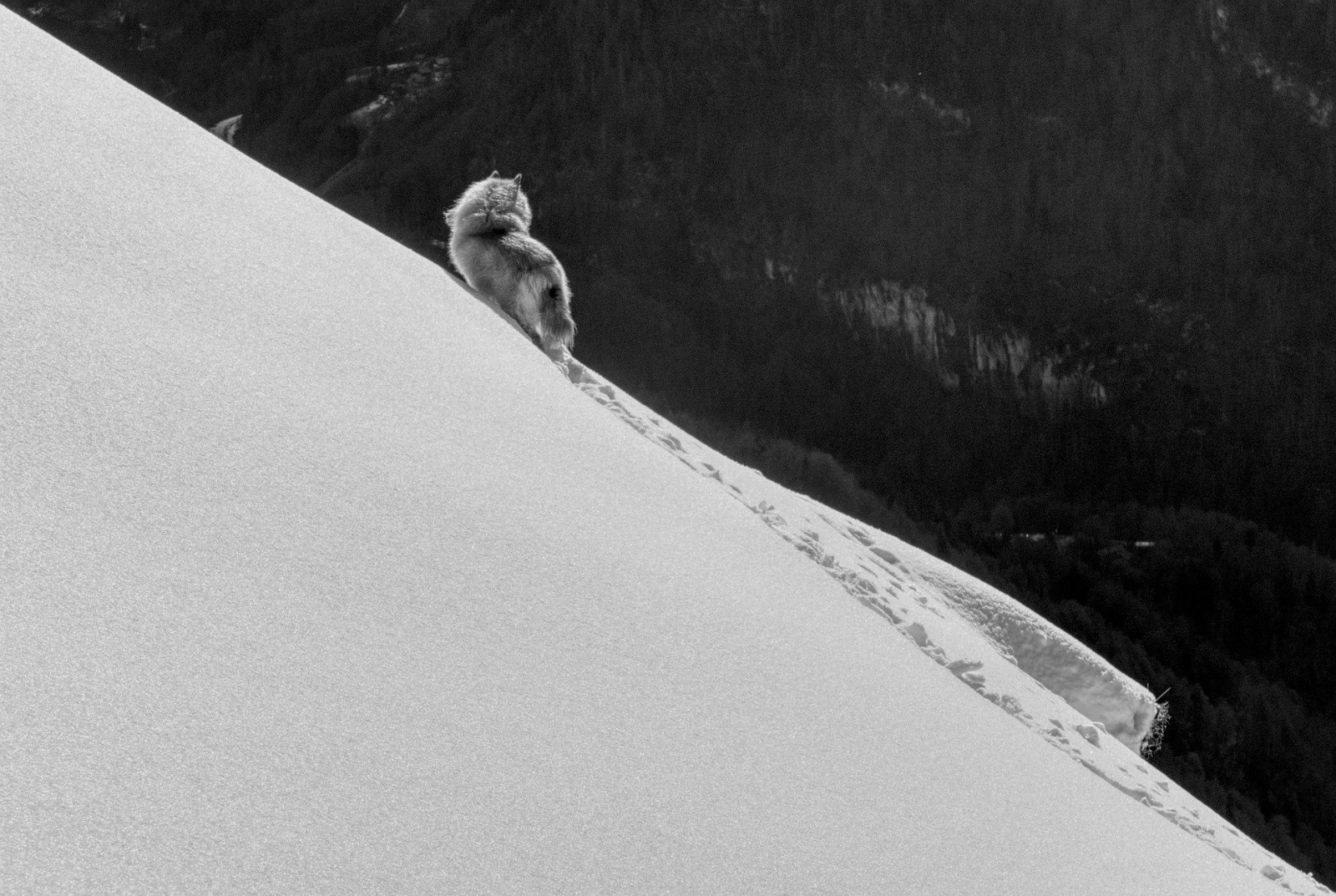 #14 Guêteur Guêteur