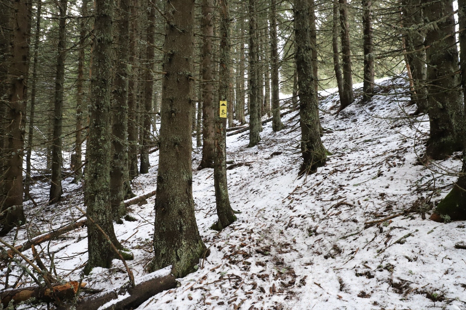 Etat de la forêt vers 1700 m 😭