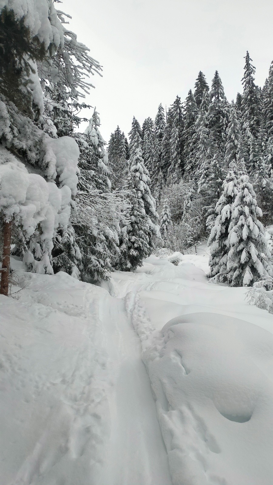  Bonne trace bienvenue dans la forêt qui deviendra pentue avant d'atteindre la croupe 