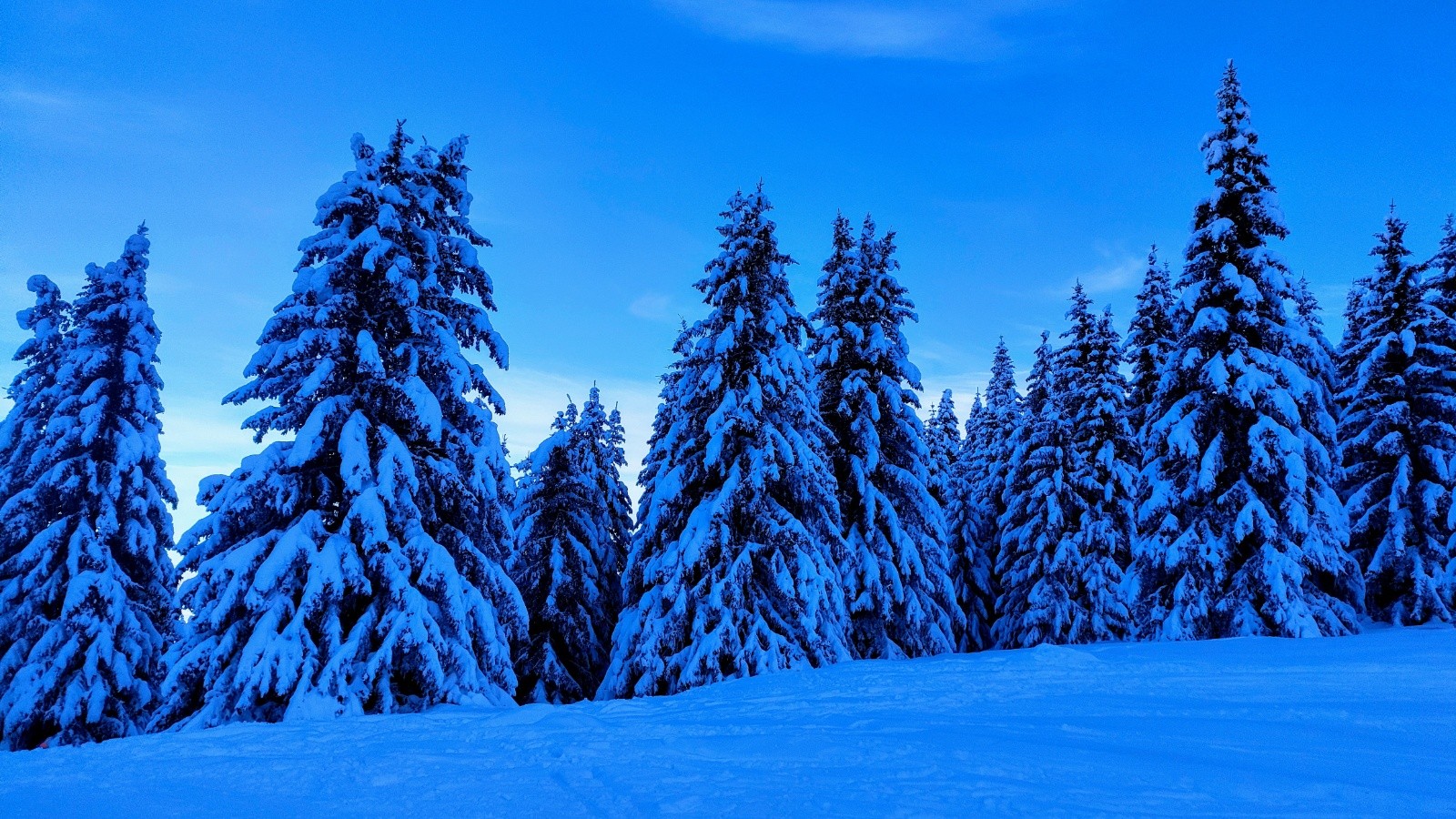 Une armée de sapins&nbsp;