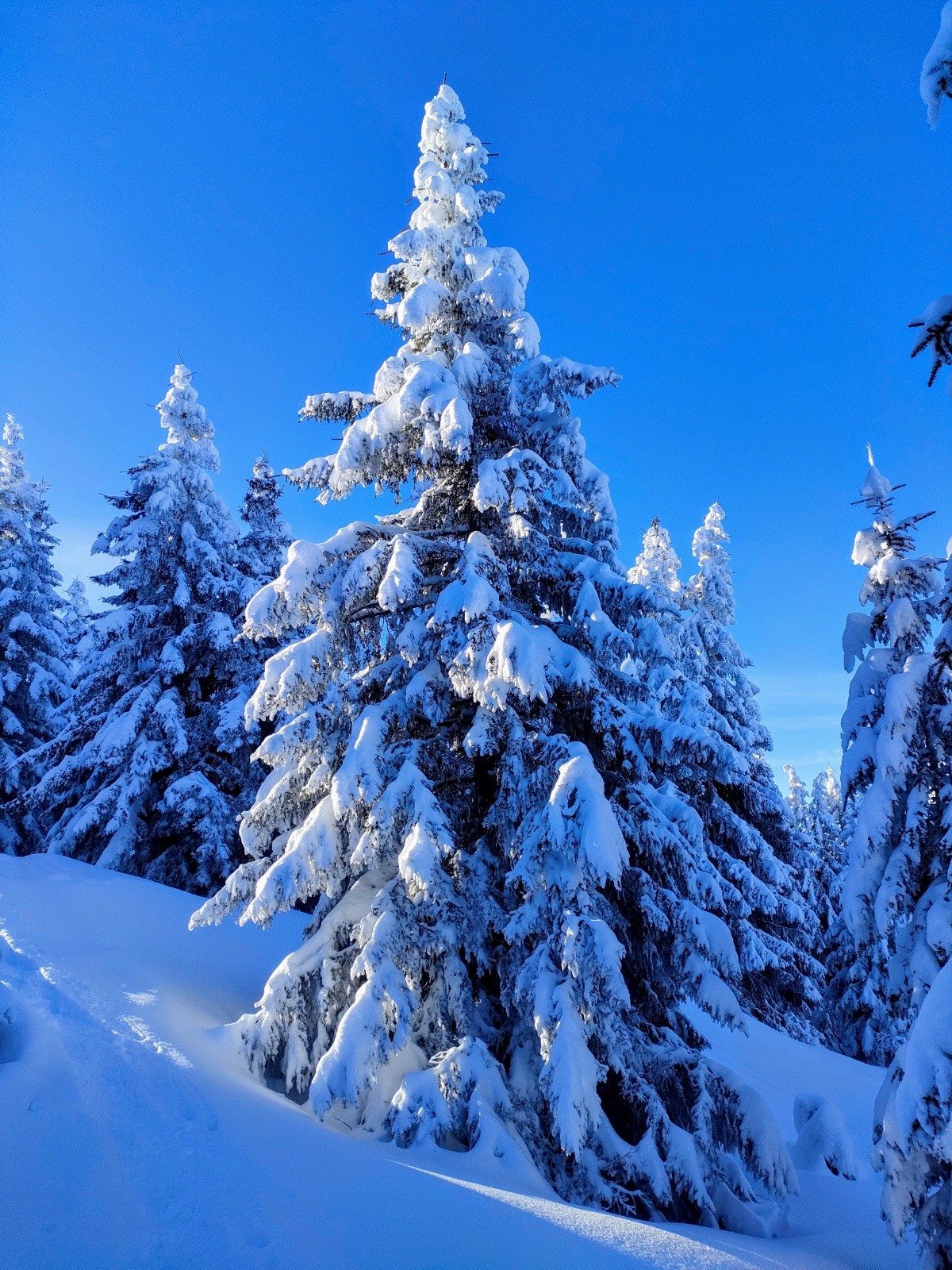 &nbsp;on a enlevé les boules de noël